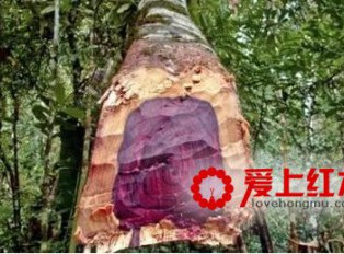大叶紫檀是什么？ 大叶紫檀基本资料介绍