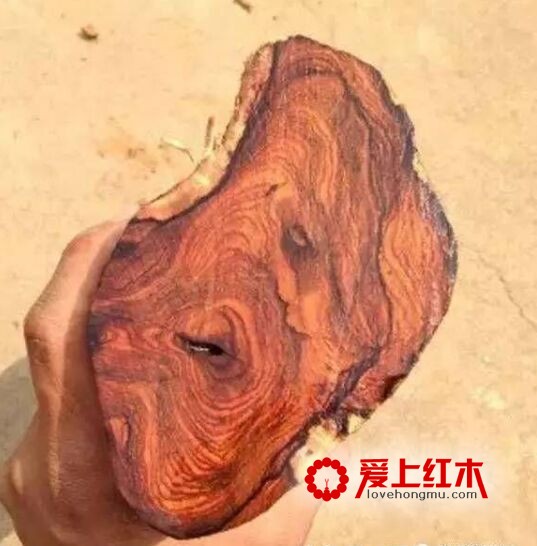 藤香木，席卷市场的假海黄，大家要警惕了！-3