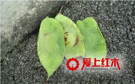 浅析阔叶黄檀家具-6