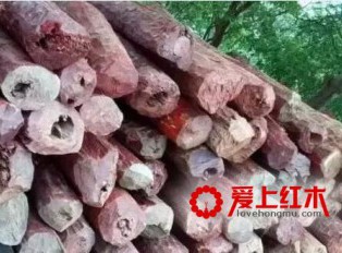 什么是血檀，血檀家具的优缺点