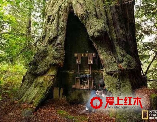红木一生中的三次生命展现 红木的文化价值