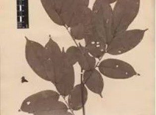 染料紫檀是什么？染料紫檀和小叶紫檀有什么区别