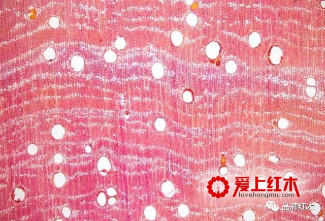 染料紫檀是什么？染料紫檀和小叶紫檀有什么区别-3