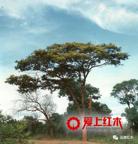 染料紫檀是什么？染料紫檀和小叶紫檀有什么区别-2