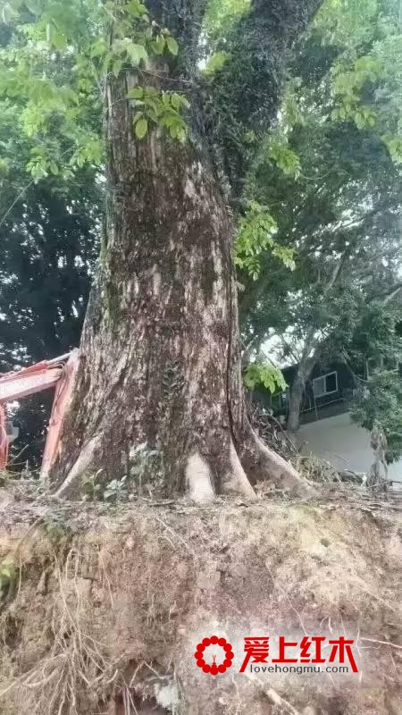 越南黄花梨和海南黄花梨是同属一个树种？-1