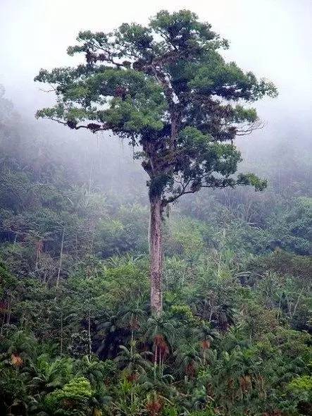 盘点世上十大名贵古树 地球历史变迁的见证者-6