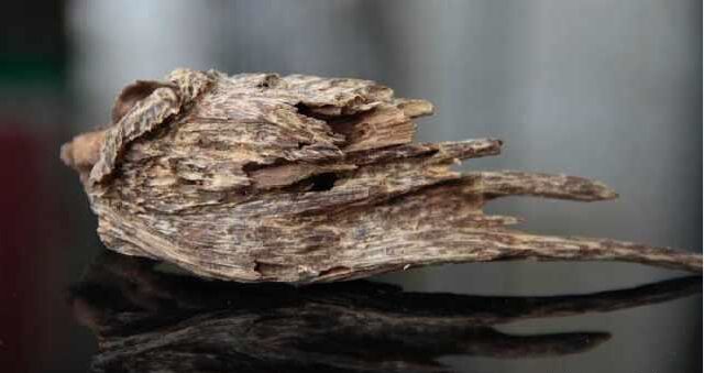 影响沉香气味的因素有哪些？-2