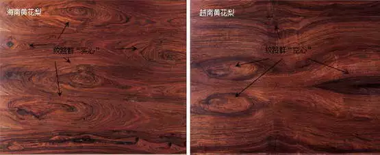 海黄与越黄到底如何区分？有图有真相！-1