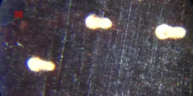 小叶紫檀金星造假猖獗，第六代假金星冲击市场，和真星几乎无差别！-7