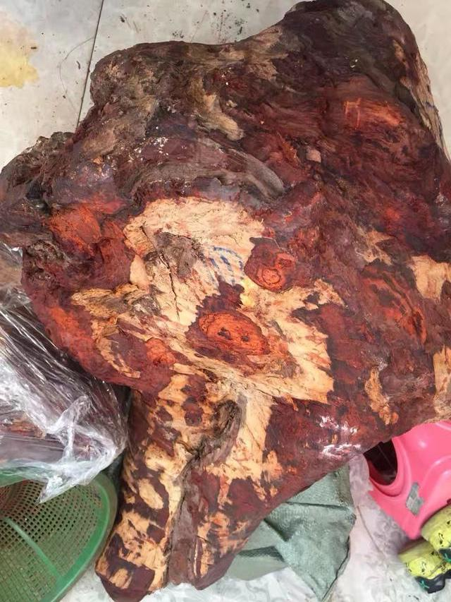 25万买了根“大鸡腿”切开 头摇的和拨浪鼓似得-1
