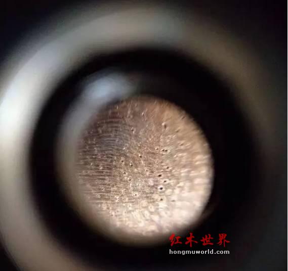 100倍显微镜下的金丝楠木，你见过吗？-2