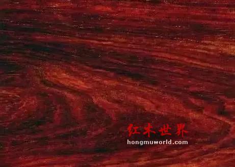 环境保护组织警告：大红酸枝将在2026年绝迹！-4