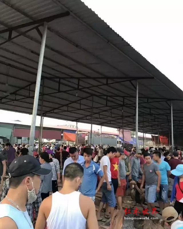 最近越南红木市场异常火爆，可以说红木家具和红木板料一个小时一个价-1