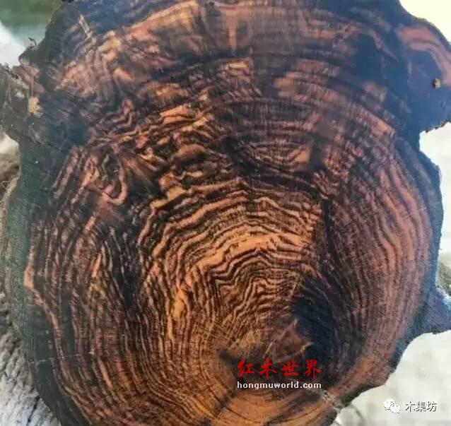 常见的几种假海黄材质-5