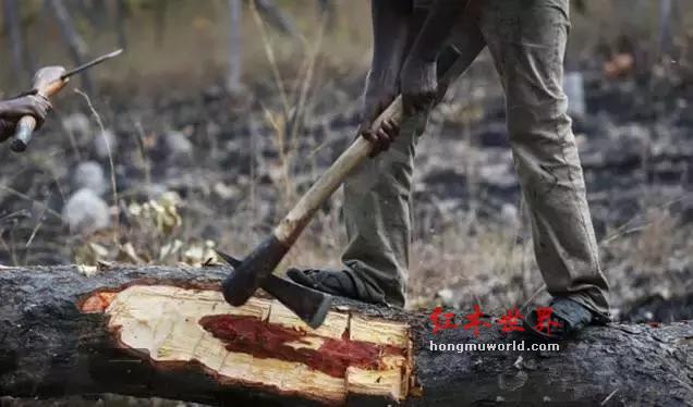 多国禁止红木出口，红木市场还有没有明天？-6