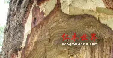 识别木材优劣的7大基本要领及优质木材的6大要素-3