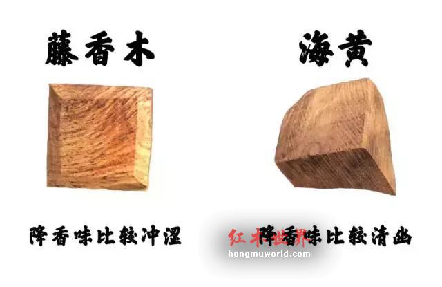 4大招，教你辨别海黄与藤香木！-3