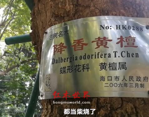 公园两棵黄花梨枯树拍卖出 1428 万 市民：以前都当烧柴-8