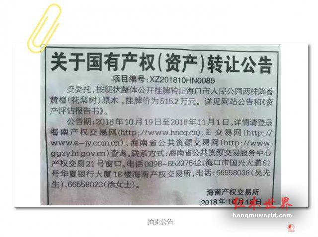 公园两棵黄花梨枯树拍卖出 1428 万 市民：以前都当烧柴-5