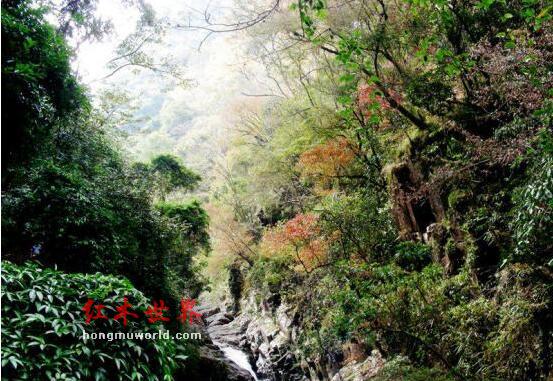 红木家具闪亮的星星：黑酸枝-3